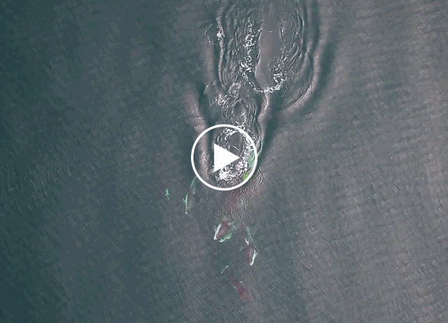 Footage of dolphins and orcas team up to hunt. 