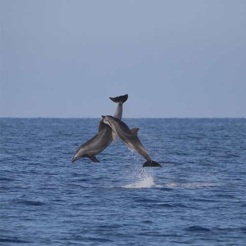 Two male dolphins have an aggressive encounter in the sea outside Rome.