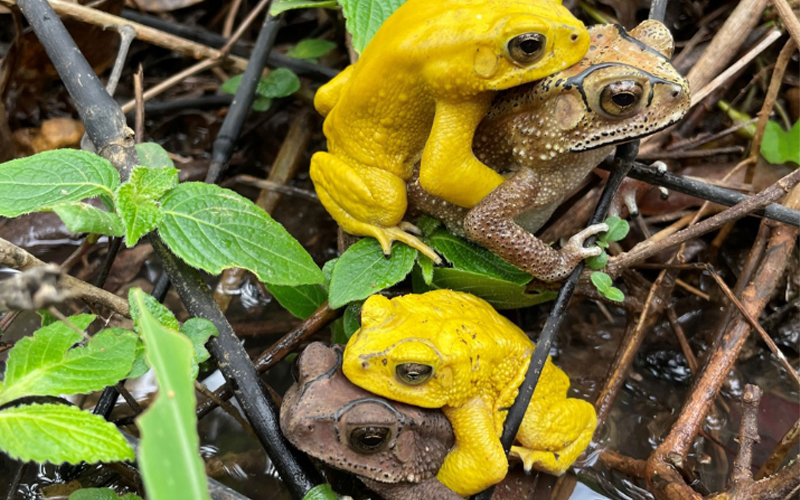 Two Asian common toad couples mating in Karnataka, India. The yellow toads pictured are male and the brown toads are female.  