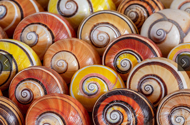 A collection of several snail shells colored in a mix of yellow, orange, brown, pink, and white swirls. 