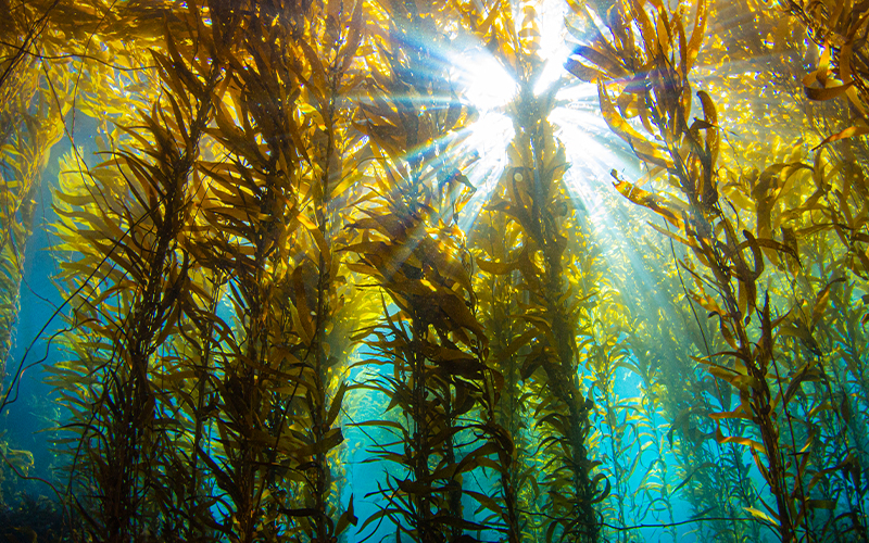The underwater kelp forests at Anacapa Island in Channel Islands National Park.