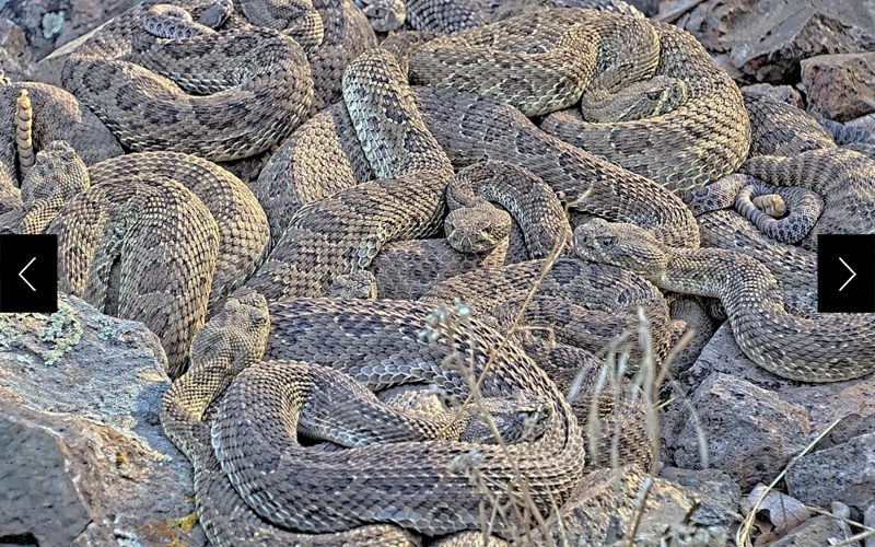 Prairie rattlesnakes in Colorado are seen on a livestream via Project RattleCam.