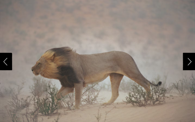 A lion pushes on through a gritty wind in the Nossob Riverbed in Kalahari Gemsbok National Park, South Africa.