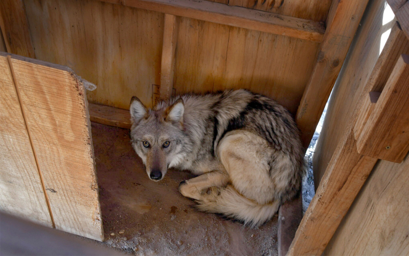 A photograph of Asha, an endangered Mexican gray wolf, from February 2023 looking up at the camera while in a “capture box” at the Sevilleta National Wildlife Refuge in central New Mexico.