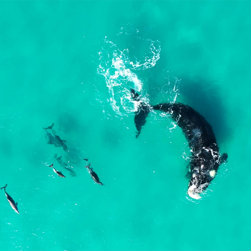 Humpback whales (Megaptera novaeangliae) like the ones pictured here with bottlenose dolphins (Tursiops truncatus) in Kona, Hawaii, appear to be more open to interacting with fellow cetaceans.