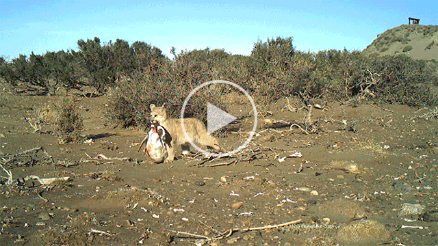 A puma with a local Magellanic penguin in its mouth