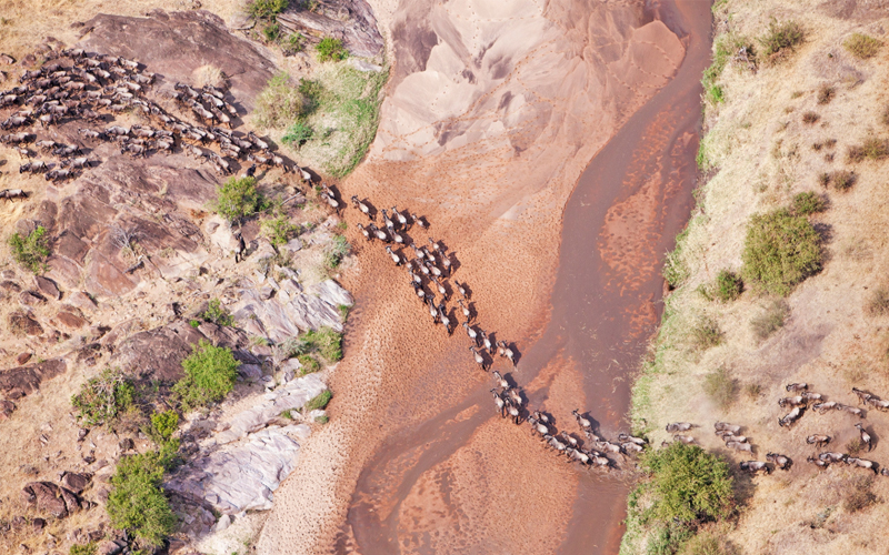 Aerial view of wildebeest traveling across the Serengeti.