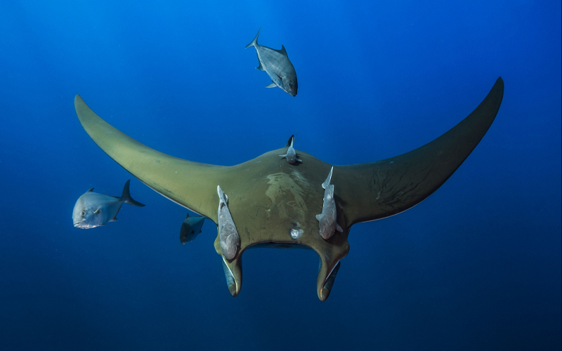 A classic example of phoresy, the remora uses a modified fin that latches onto larger animals like a suction cup. Here three remoras (Remora brachyptera) ride a Chilean devil ray (Mobula tarapacana) off the coast of Santa Maria Island, Azores.