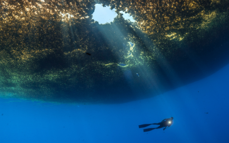 A diver swims beneath a mass of seaweed.