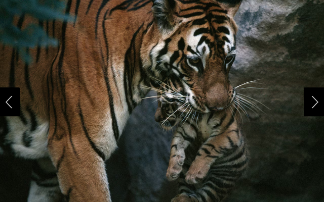 Sita the tiger carries a cub to her den.  