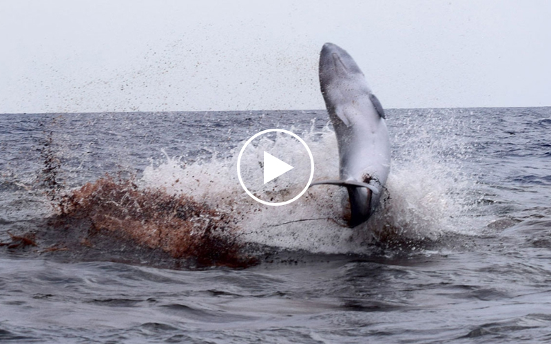 A pygmy sperm whale attacked by a pod of orcas