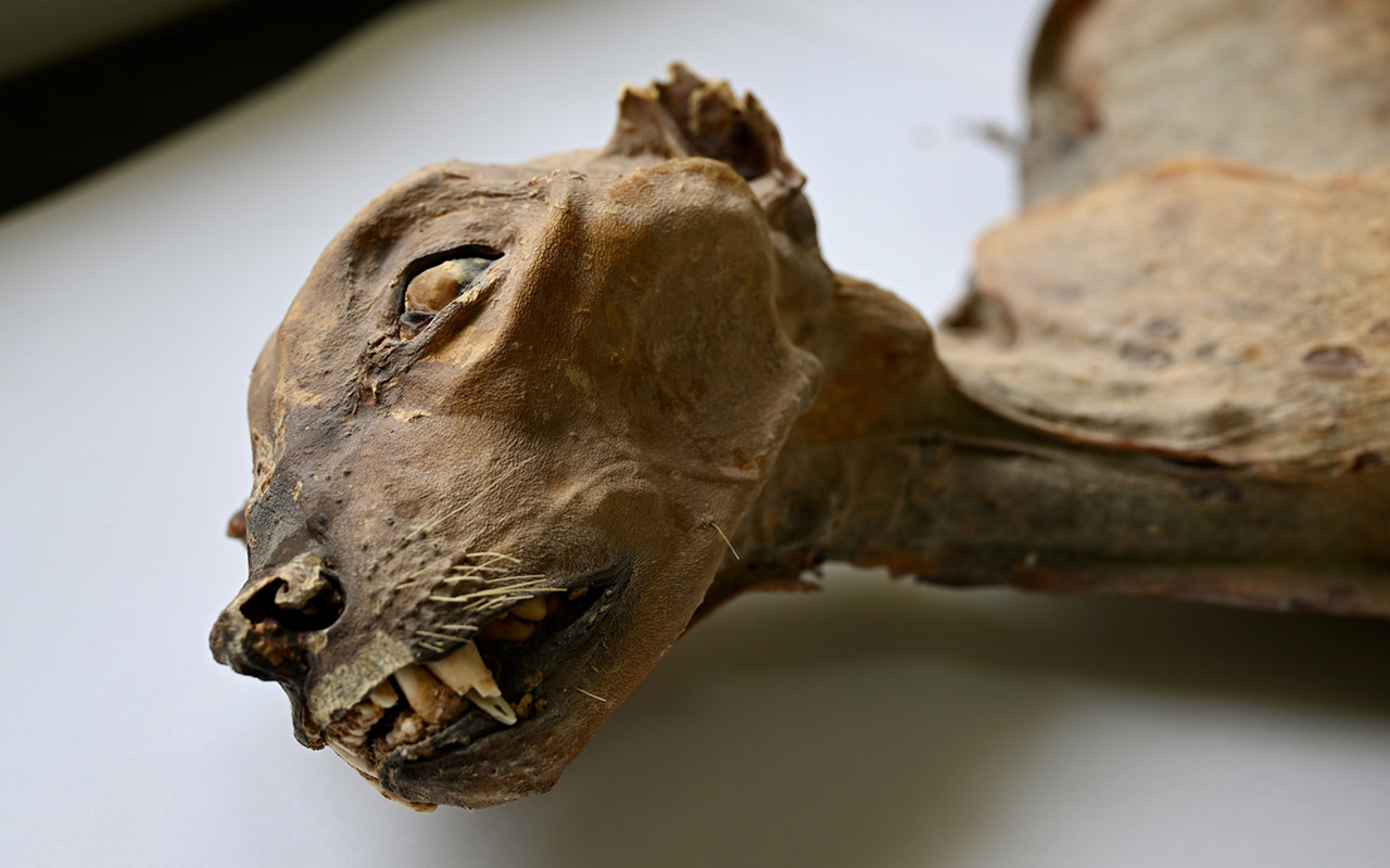 One of seven mummified cheetahs found in caves in Saudi Arabia.