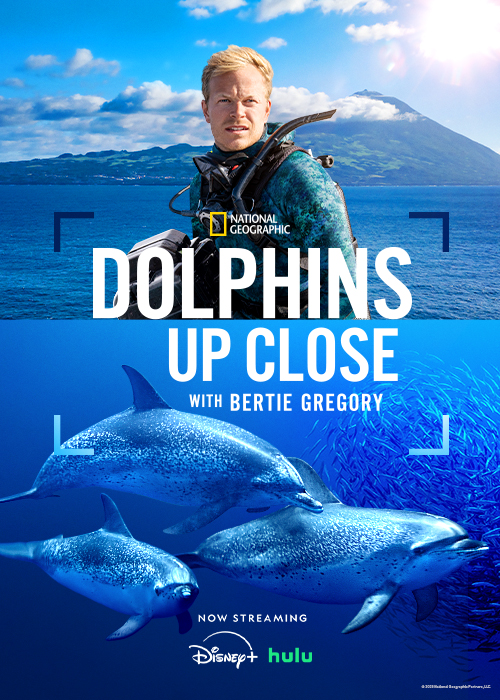 Dolphins Up Close