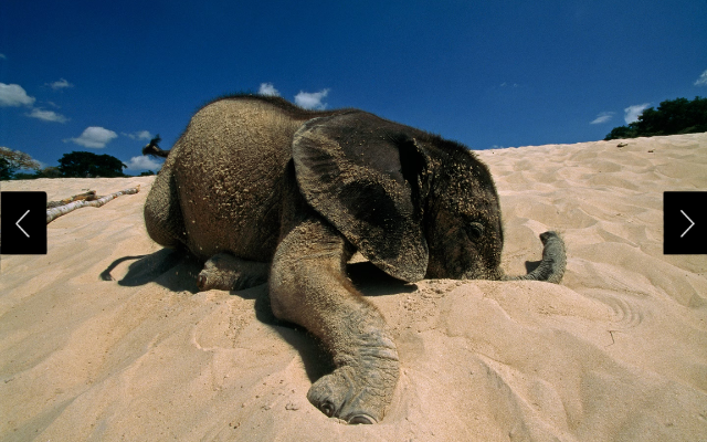 A baby elephant takes a sand bath in Zambia