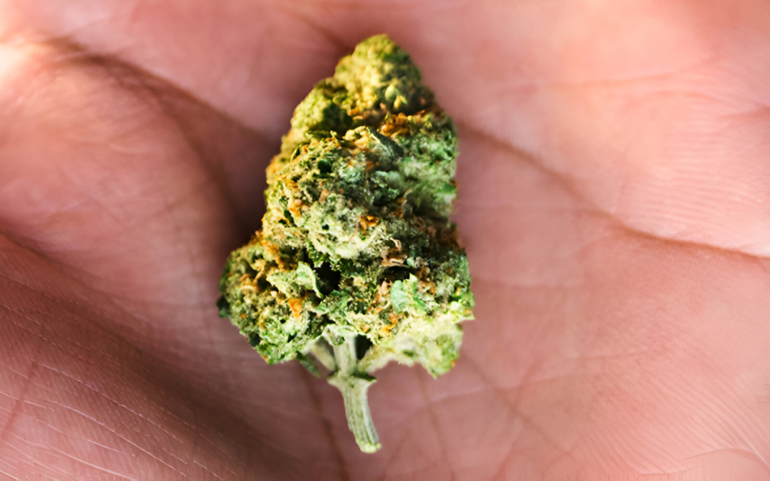 An image of marijuana in the palm of a hand.
