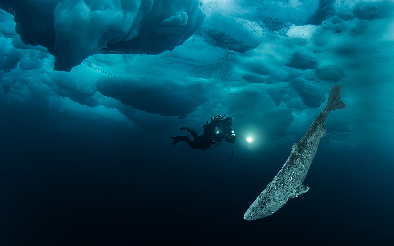 A photographer dives with a Greenland shark
