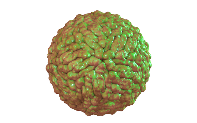 A computer illustration of human pegivirus 