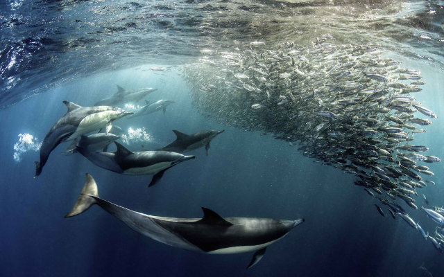 A group of dolphins creates a network of air bubbles to trap sardines before launching an attack. 