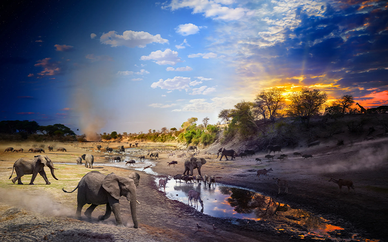 Elephants and other animals gather around a water hole in Botswana with a sky that transforms from day to night.