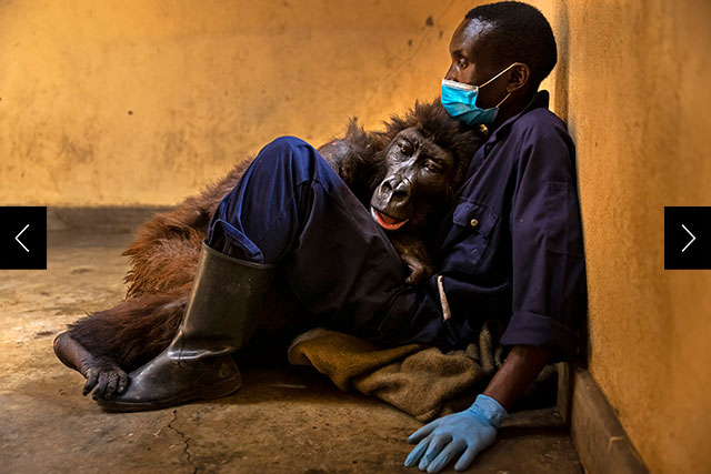 Andre Bauma, the head caregiver at Senkwekwe Mountain Gorilla orphanage, sits quietly with terminally-ill Ndakasi, an orphan he rescued from a gorilla massacre 14 years previously.