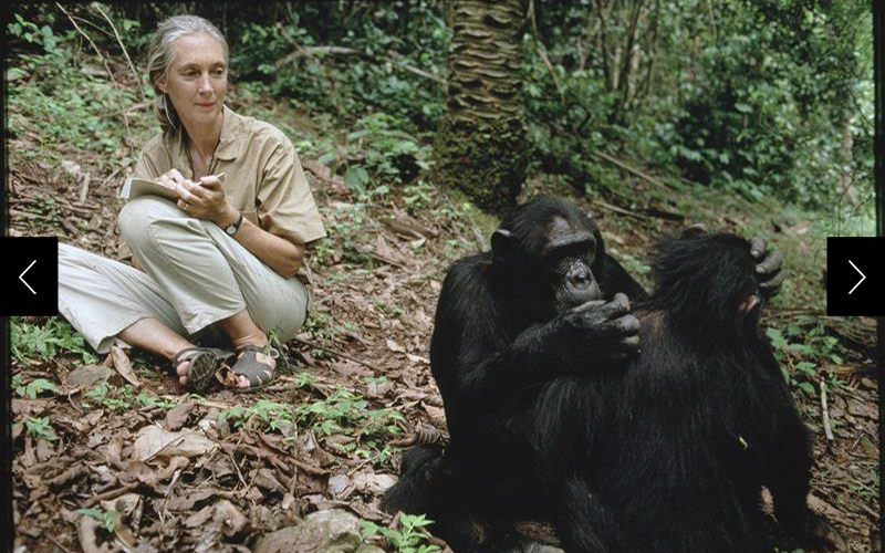 Jane Goodall with chimpanzees