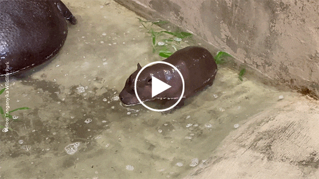 A six-week-old pygmy hippo named Mars plays in the pool at Tanganyika Wildlife Park in Kansas. 