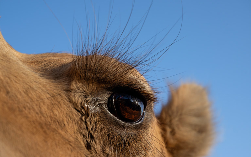 A close up of a camel’s eye.