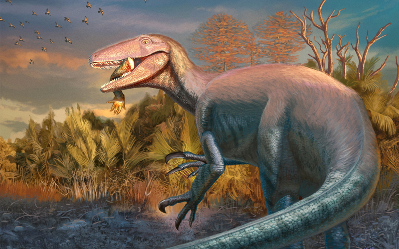 A reconstruction of the newly discovered megaraptor Joaquinraptor casali from Argentina with a Cretaceous-era crocodile arm in its mouth.