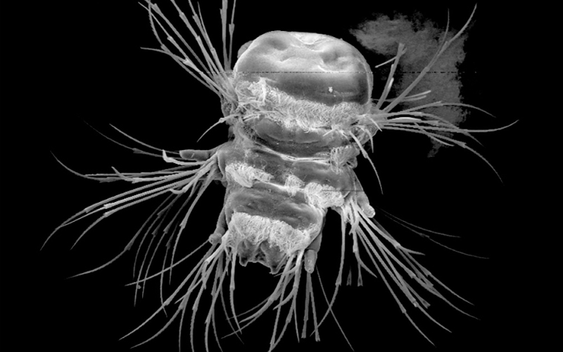 Black and white image of the larvae of a bristle worm, saltwater worms with elaborate, hair-like structures.
