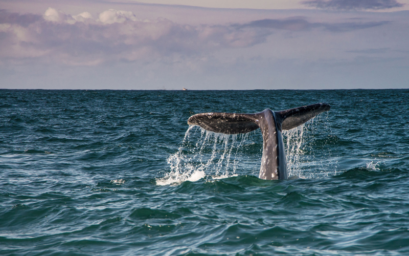 An adult gray whale swims near the coast of Oregon.
