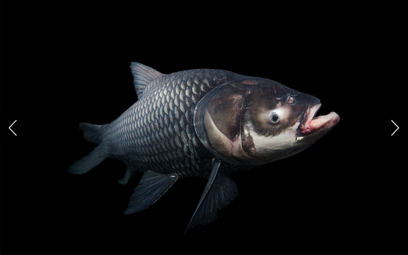 A giant barb megafish photographed at Gilham's Fishing Resort in Khao Thong 