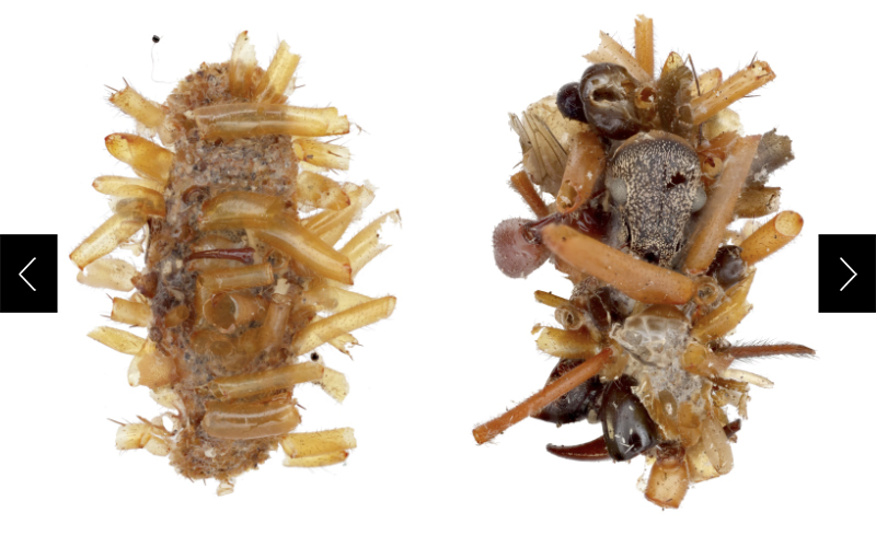 Left: A tube-shaped case primarily consisting of spider legs, made by the bone collector caterpillar; Right: A tube-shaped case made by the bone collector caterpillar with decorations that include a weevil head, an ant head, spider legs, bits of fly wing, pieces of beetle wing and abdomen, and other insect body parts. 