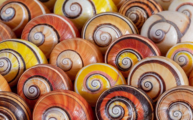 A collection of several snail shells colored in a mix of yellow, orange, brown, pink, and white swirls. 