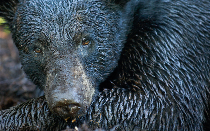 A195-pound male Florida black bear, named M13.