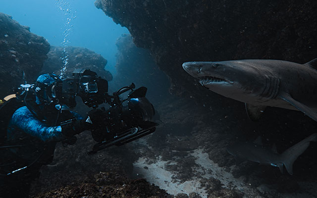 Host Bertie Gregory filming a ragged tooth shark underwater. 'Sharks Up Close With Bertie Gregory' premieres on National Geographic on July 5.