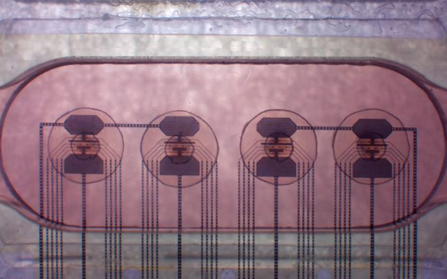 FinalSpark's Multi-Electrode Arrays (MEAs) incorporate four human brain organoids, each interfacing with eight electrodes.