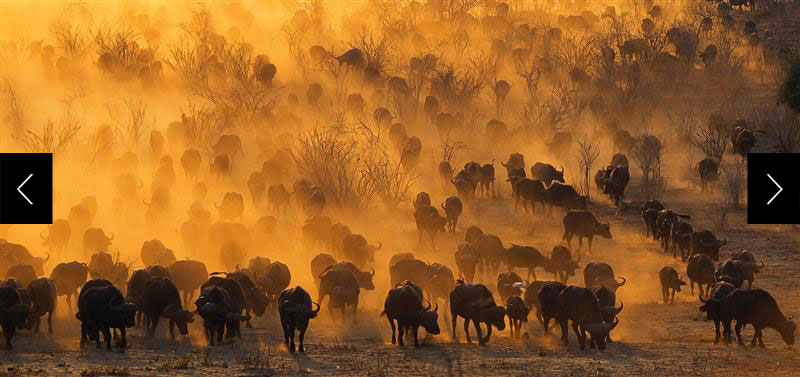 A dawn gathering of buffalo drinks at the Chobe River in Botswana (1993).