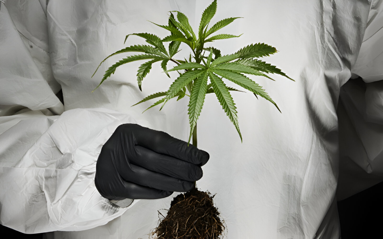 A person in a white suit holds a marijuana plant with one hand while wearing a black glove.