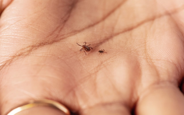 Two Asian longhorned ticks sit on an open palm. 