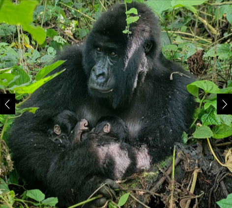 Mafuko, a 22-year-old mountain gorilla, spotted holding twin boys.