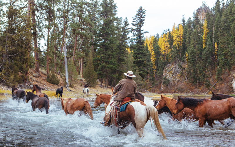 Horses cross a river at Paws Up Montana