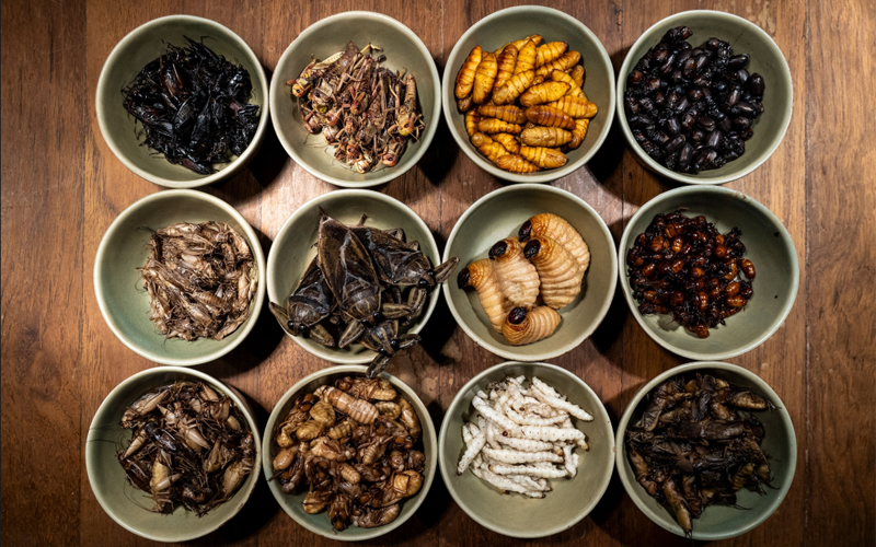 Jars of edible insects are arranged to showcase their diversity in the kitchen of Akkee, a Michelin-starred restaurant in the outskirts of Bangkok that utilizes a variety of seasonal insects in their dishes.