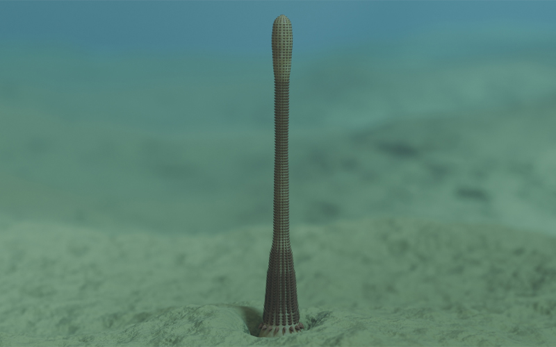 The newly discovered species of priapulid, Kraytdraco spectatus, got its name from a Star Wars monster.