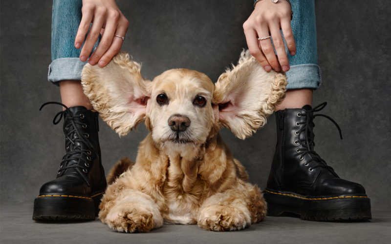 A dog sits in between a woman’s feet and the woman holds up the dog’s ears. 