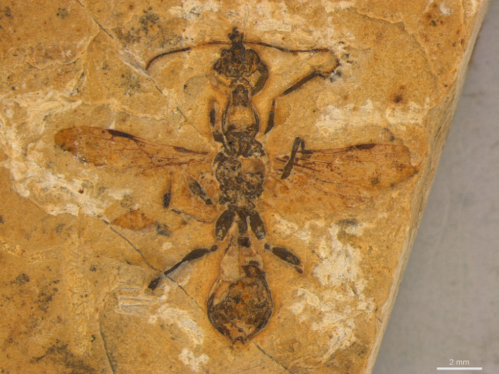 A fossil of a large ant with wings and scythe jaws. 