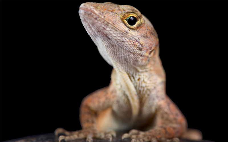 The brown anole (Anolis sagrei) also known as the Bahamas anole.