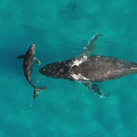 A smallwhale swims in front of a larger what breaking the surface of the water.