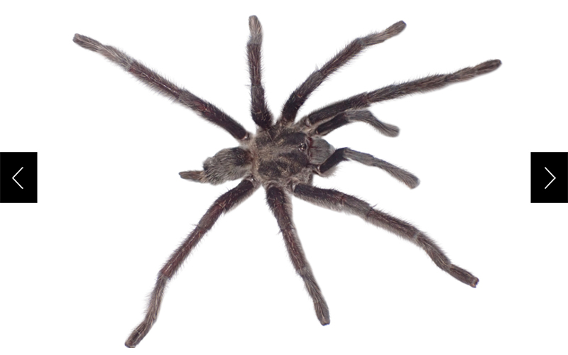 A male Satyrex tarantula (Satyrex arabicus)