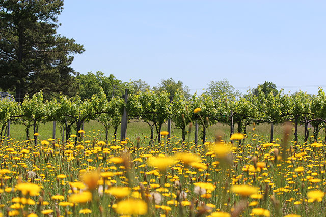 Vines grow behind yellow wildflowers at Jules J Berta Winery near Albertville, Alabama, where the family cultivates Muscadine, Syrah and other varieties. 