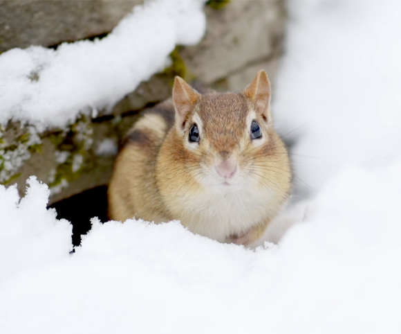 Eastern chipmunks dig their burrows near decaying logs or stone piles, carving out a primary tunnel that leads to other chambers, including a 'toilet' area.